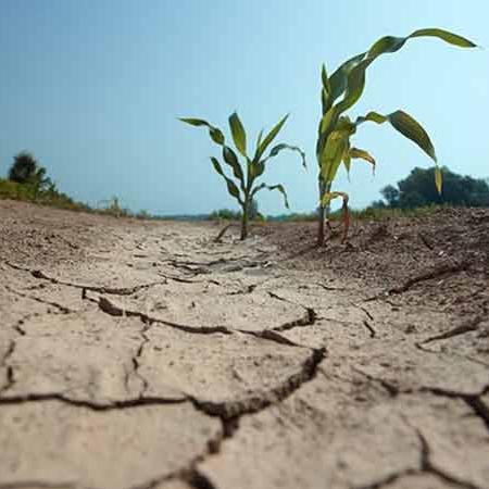 Aangifte schade door droogte voor landbouwers