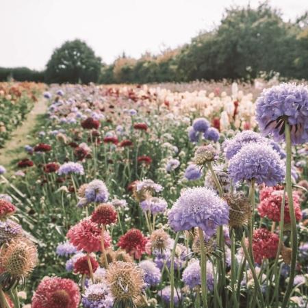 STARTDAG © Lilly carreras via Getty Images